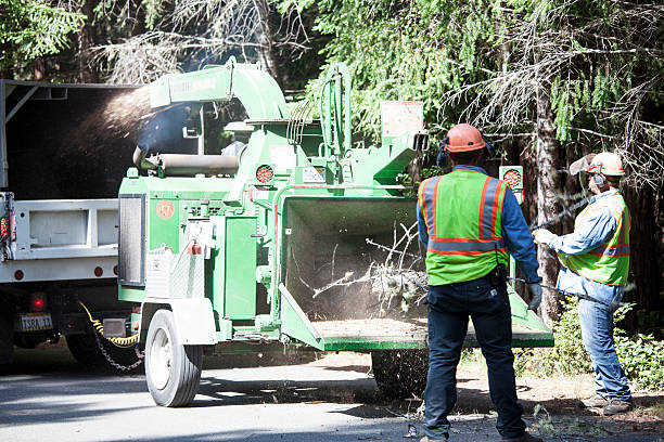 Best Grass Overseeding  in USA